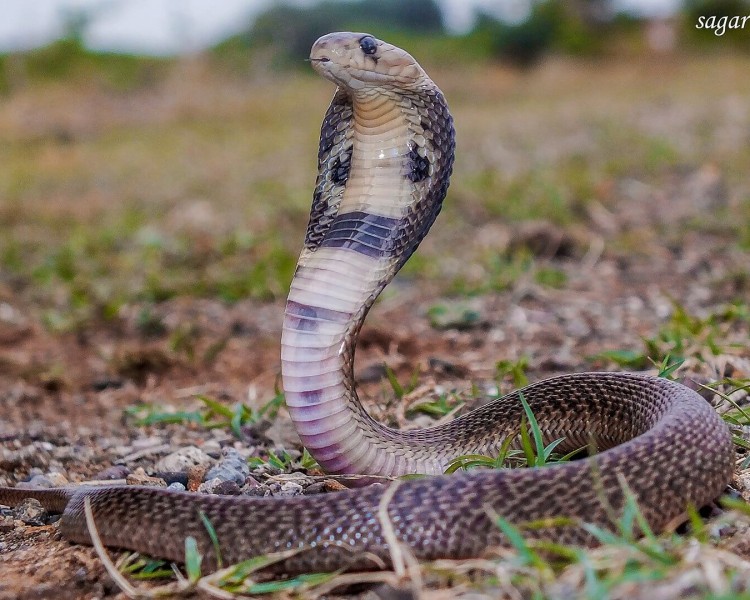 Indian Cobra | Reptipedia | Fandom