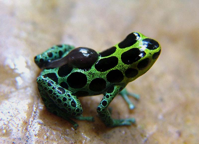 Pint-sized Poisoner – Green & Black Poison Dart Frog – incidental