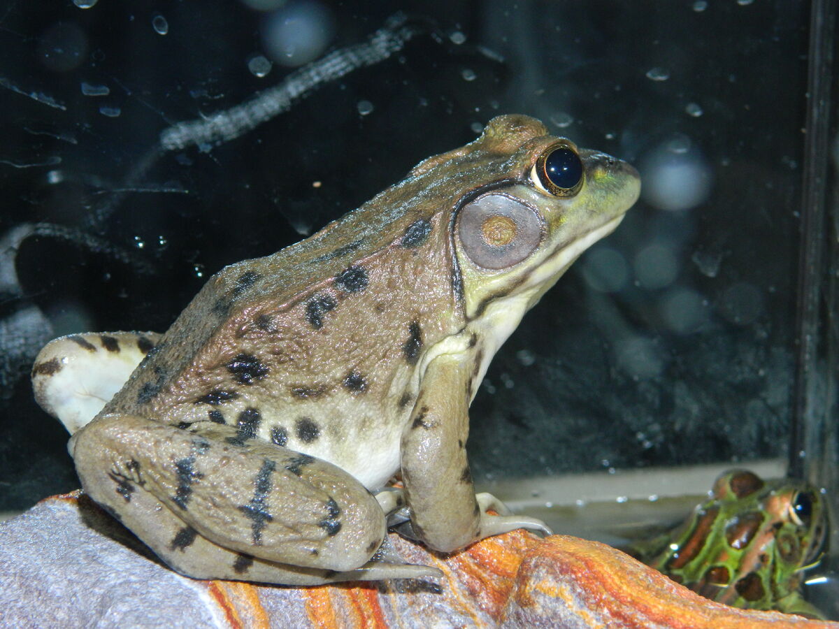 Green frog | Reptipedia | Fandom