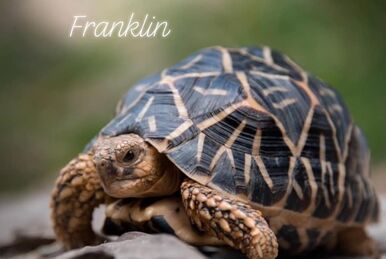 Impressed tortoise - Wikipedia