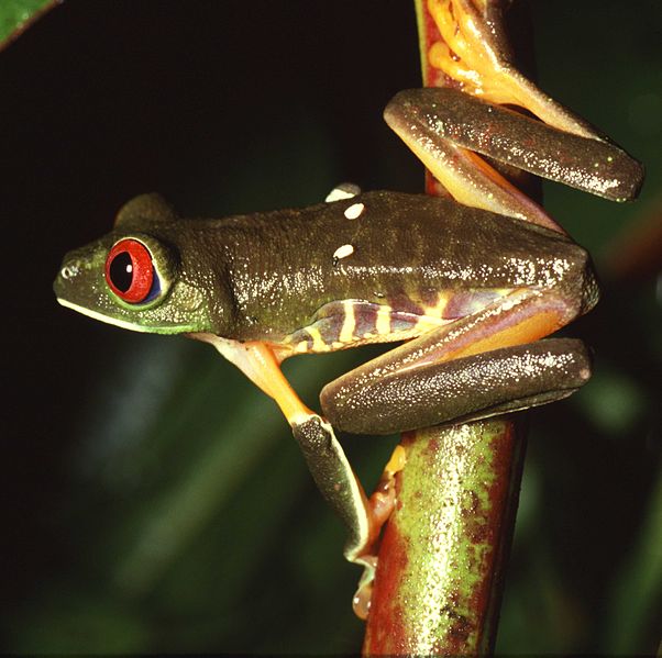 Are Frogs Nocturnal? - A-Z Animals