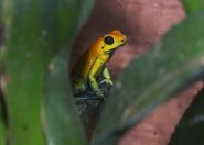 Golden Frog 20