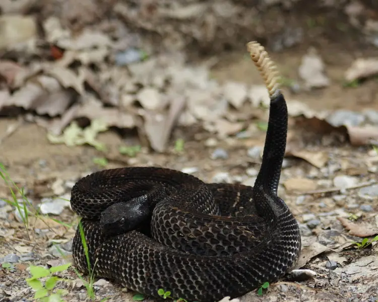 Timber Rattlesnake | Reptipedia | Fandom