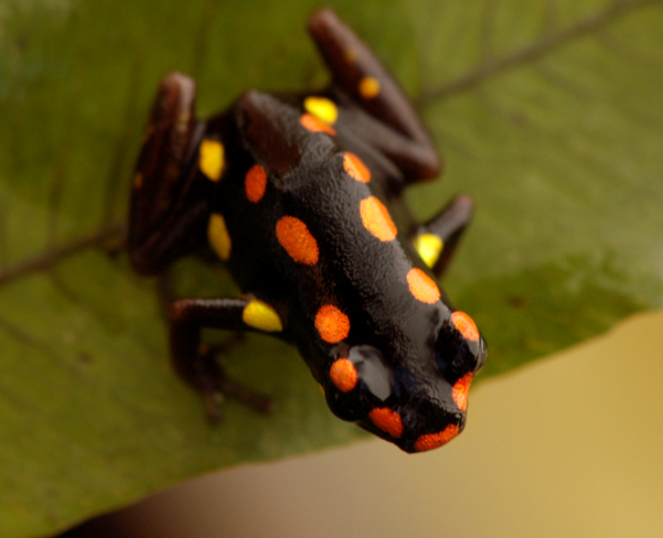 Rio Santiago Poison Frog Reptipedia Fandom