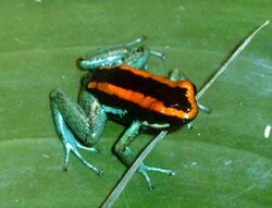 Phyllobates Vittatus