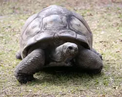 Aldabra Giant Tortoise