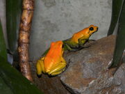 Phyllobates Bicolor 03.jpg