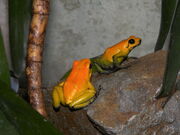 Phyllobates Bicolor 03