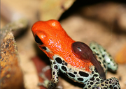 Reticulata Tadpole Transport