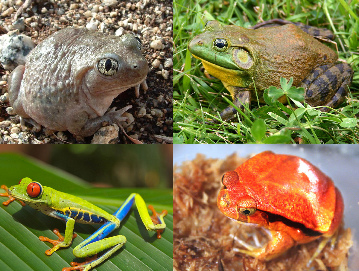 Frog | Cold Blood Wiki | Fandom