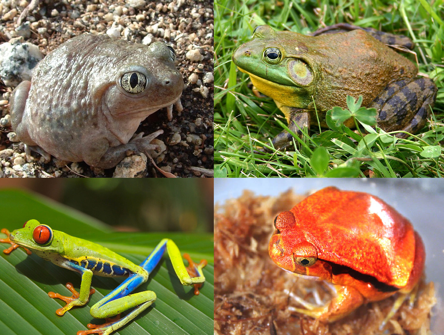 Gliding treefrogs, mini-males and burrowing frogs in trees: why