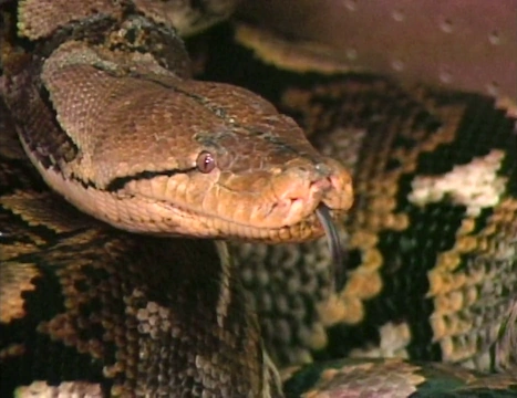 Pesky Python | Rescue 911 Wiki | Fandom