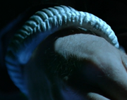 Greys Restraint