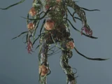 Plante 43