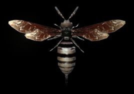 Bee Specimen1