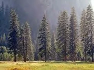 Konzept Zeichnung des Raccoon Forest