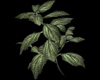 resident evil 4 wiki herbs