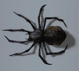 Araña WTRC
