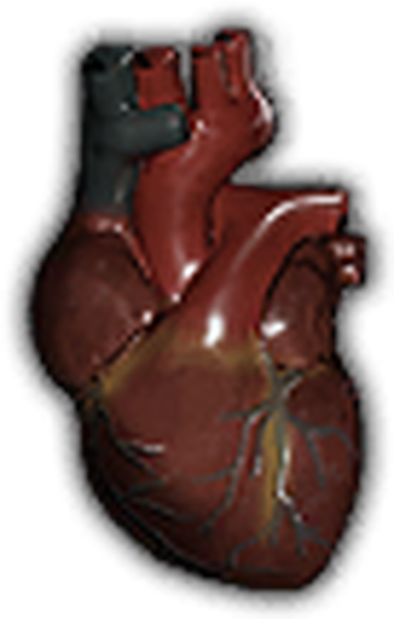 Anatomy Model Part Heart Resident Evil Wiki Fandom Anatomy Model Part Heart Resident Evil Wiki Fandom