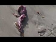 Creature on Beach