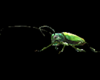 Jewel-beetle