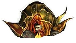 Nautilus