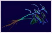 Hierba azul