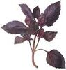 A purple herb