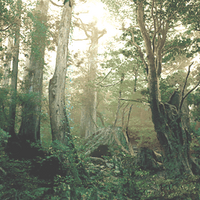 Forêt de Raccoon, comme vue dans un fichier extrait du scénario "Flashback"