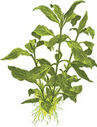 PLANTA-AMARILLA