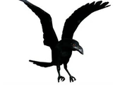 Corbeau