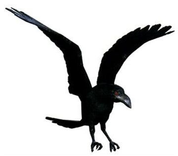 File:Grand corbeau 4 (49923329073).jpg - Wikimedia Commons