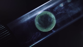 Embryo