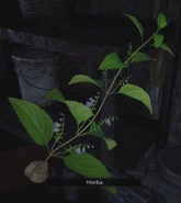 Una hierba en Village