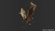 Infected Bat