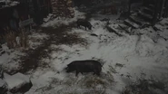 Pigs near the windmill.