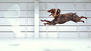 A Cerberus moments before impalement on a glass pane in Resident Evil: Afterlife