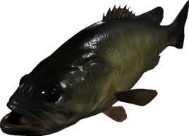 Perca gigante