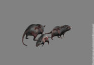 Infected Rats.