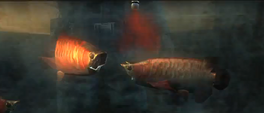 Arowanas being infected with t-Abyss