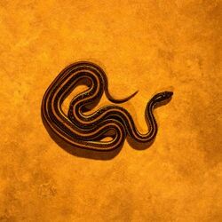 Sacred Serpents Symbol