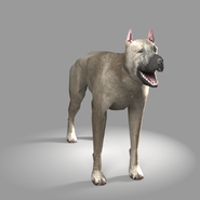 Unique zombie dog from Elimination 1