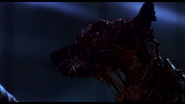 Closeup of yet another Cerberus in Resident Evil