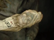 The upper body of a fetus on the end of the arm, similar to the D-series head