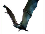 Chauve-souris