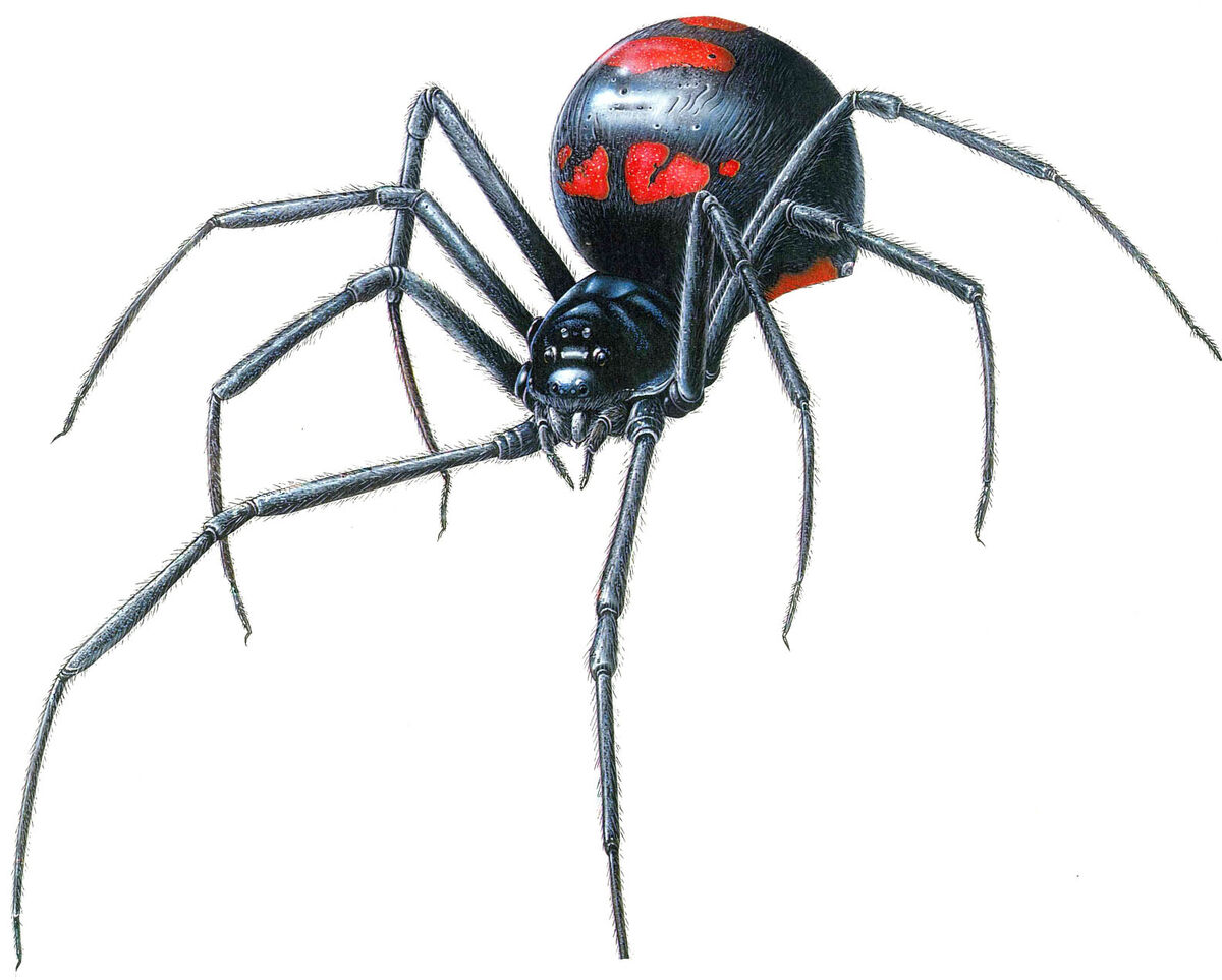 Black Widow Spider Spells Danger - Bug Squad - ANR Blogs