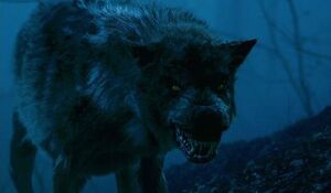 Wolves (1)