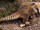 Coati