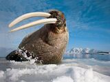 Sabretooth Walrus