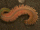 Worm Powers